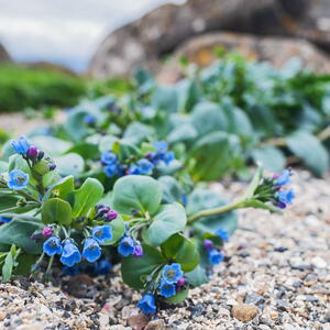 Oyster (Mertensia maritima)