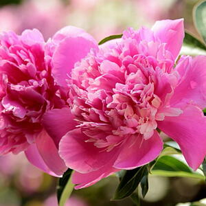 pink peony flowers growing on a plant