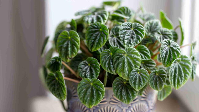 Peperomia Caperata Lilian houseplant in a pot
