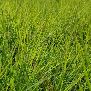 Closeup of perennial ryegrass