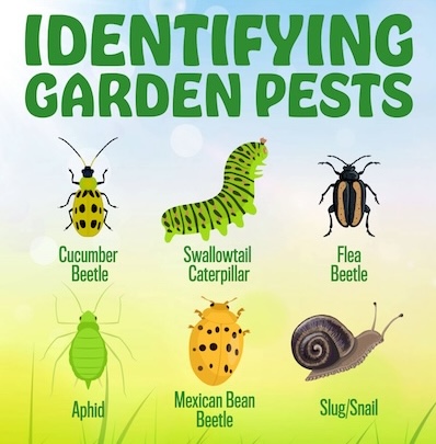 Pictures of common garden pests 