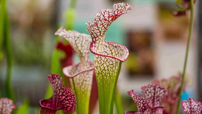 Close-up of a pitcher plant with green, trumpet-shaped leaves