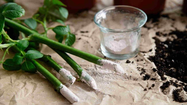 Preparing plant cuttings with rooting hormone