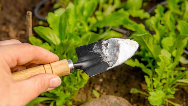 Trowel spade with pile of baking soda in garden.