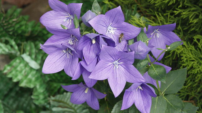 Balloon plant flowers 