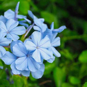 Plumbago Flower
