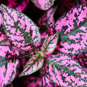 Close-up of Polka Dot Plant 
