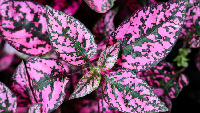 Close-up of Polka Dot Plant 
