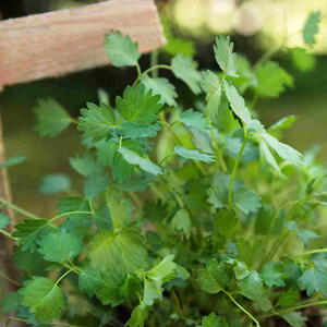 Salad burnet (Sanguisorba minor) in the garden.