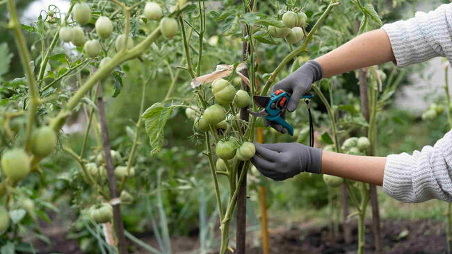 Young girl pruning tall tomato plants with scissors in a home garden