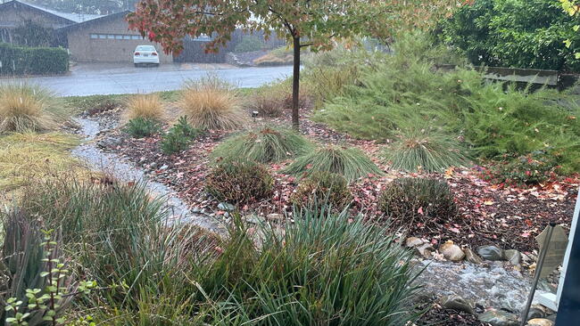 8 Things to Know Before Building a Rain Garden
