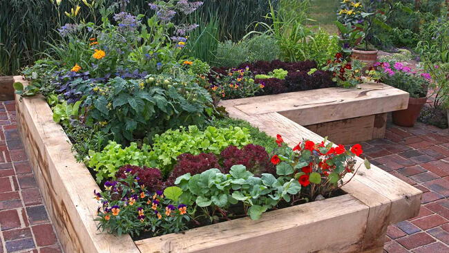 Raised Bed Plants: Vegetables and Flowers