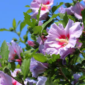 Pink Rose of Sharon (Syrian ketmia) flowers with blue sky background closeup.