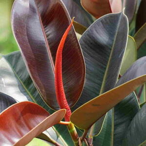 Ficus elastica (Also known as the rubber fig, rubber bush, rubber tree) in nature