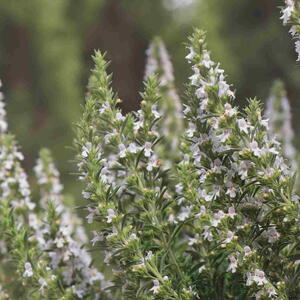 Savory Herb With White Blooms
