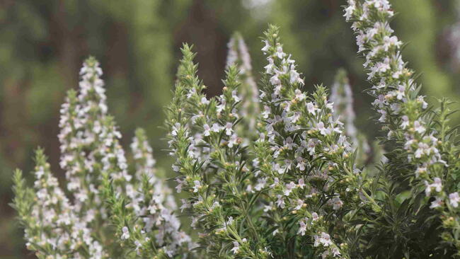 Savory Herb With White Blooms