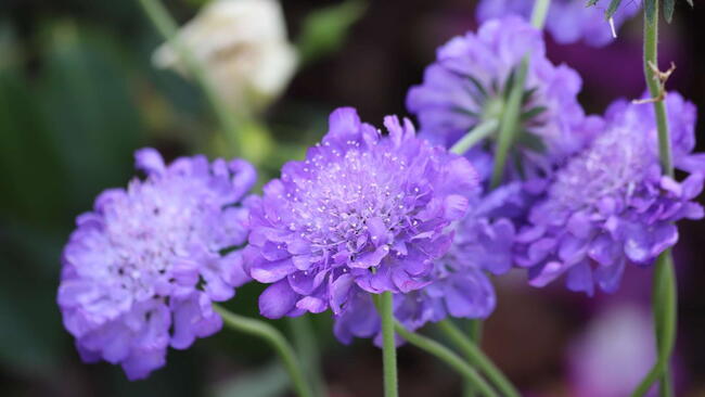 Scabiosa 'Butterfly Blue' (Pincushion Flower) in Garden