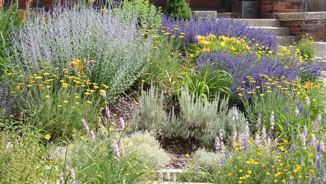 Perennial flowers for a dry garden.