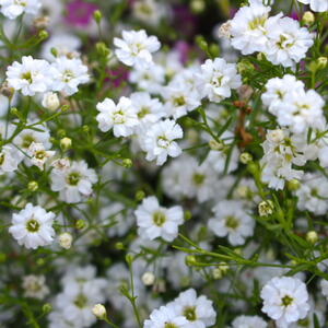 White baby's breath flowers, with green stems