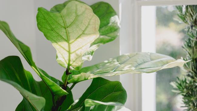 Fiddle leaf fig 