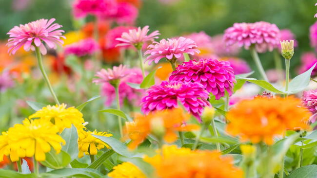 Colorful zinnia flowers field blooming in the garden on bokeh blurred background.