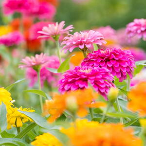 Colorful zinnia flowers field blooming in the garden on bokeh blurred background.