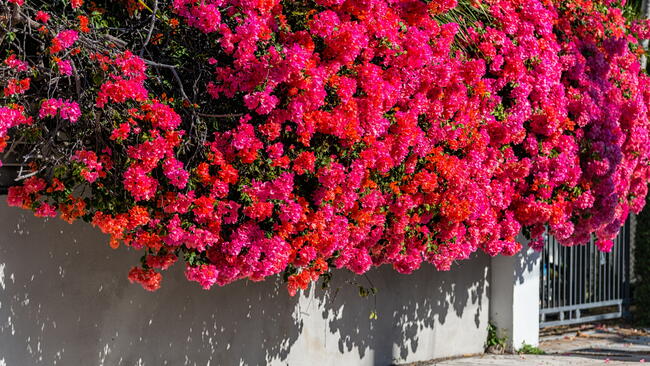 Bougainvillea growing over a white wall
