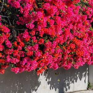 Bougainvillea growing over a white wall