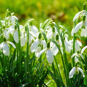 Snowdrops in Early Spring