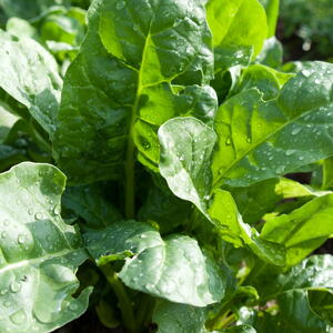 spinach plant with leafy greens growing in the garden 