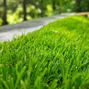 St. Augustine grass, a warm-season turfgrass commonly used in lawns and landscapes,