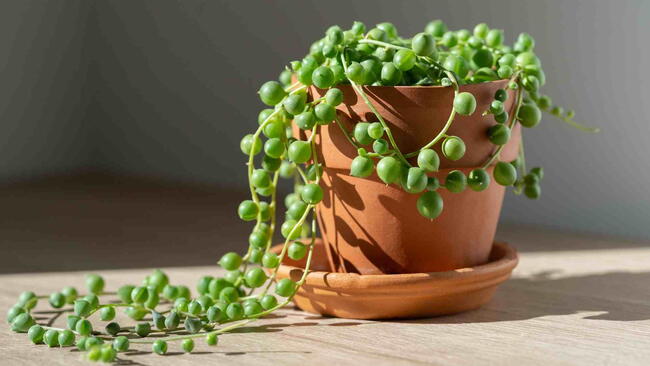 String of Pearls houseplant in terracotta pot