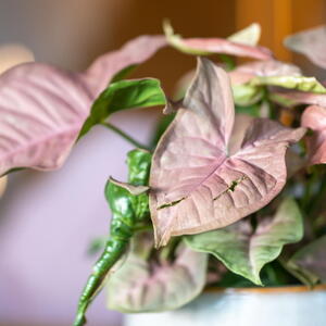 A close-up shot of a Syngonium growing in a pot.