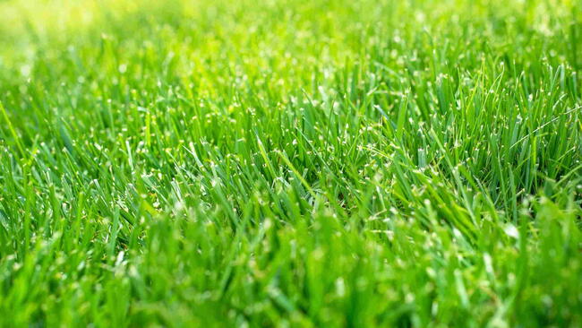 Tall Fescue Grass Lawn in sunshine