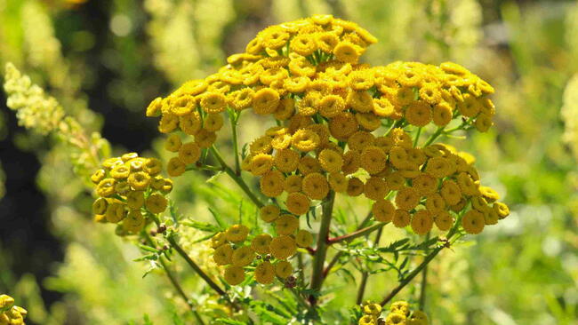 Tansy Flower on Pixabay