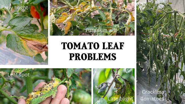 Tomato leaf problems from diseases