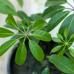 Schefflera actinophylla