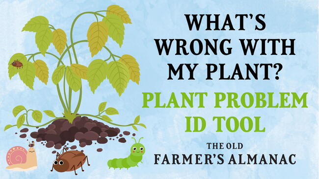 Plant Problem ID Feature Image
