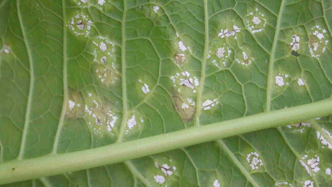 Symptoms of white rust in Mustard plant