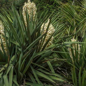 Yucca gloriosa, or Spanish dagger, growing outdoors.